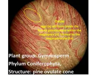 Plant group: Gymnosperm Phylum Coniferophyta , Structure: pine ovulate cone