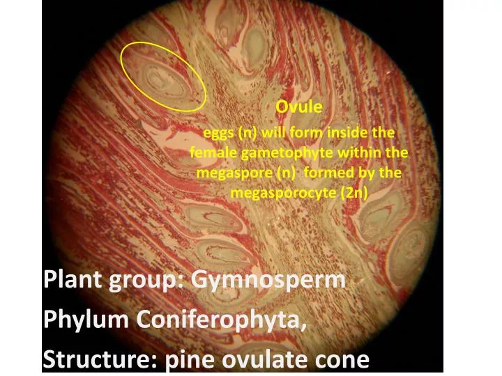 plant group gymnosperm phylum coniferophyta structure pine ovulate cone