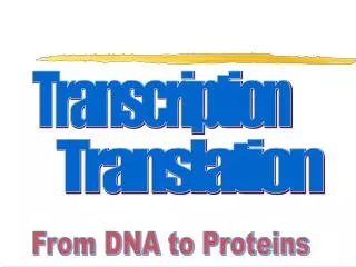 From DNA to Proteins