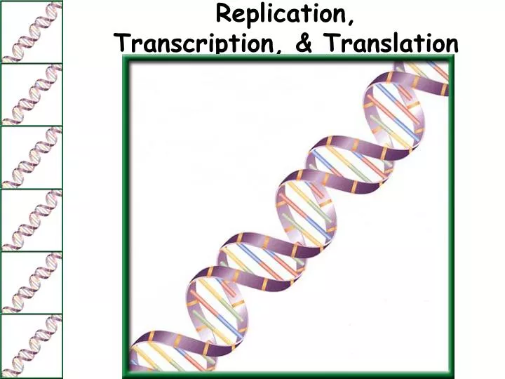 replication transcription translation