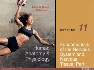 Fundamentals of the Nervous System and Nervous Tissue: Part 1