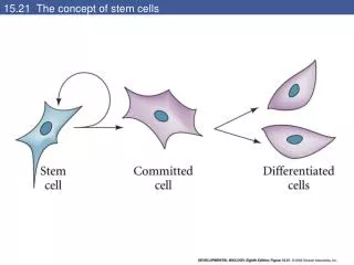 15.21 The concept of stem cells