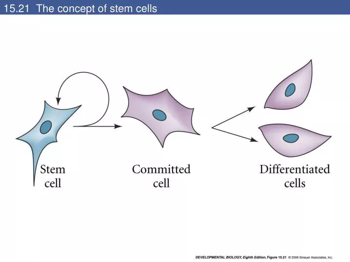 15 21 the concept of stem cells