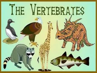 VERTEBRATES