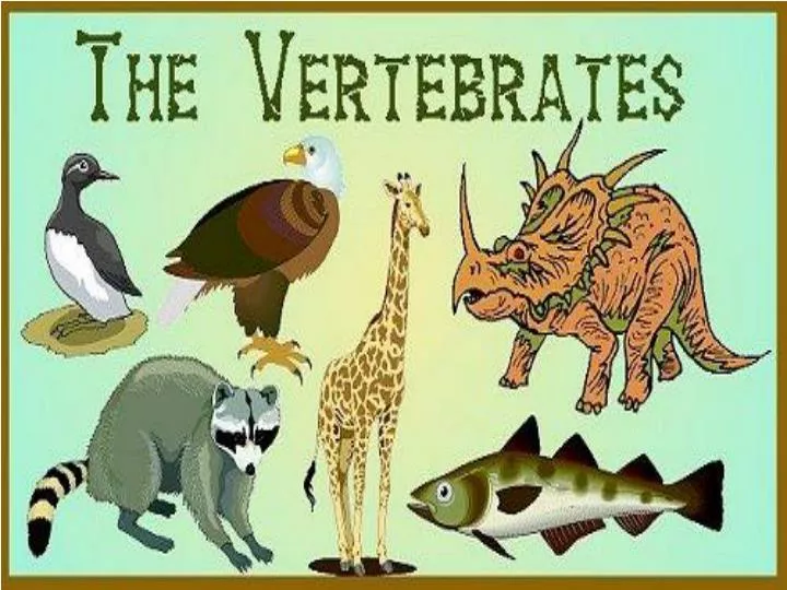 PPT - VERTEBRATES PowerPoint Presentation, Free Download - ID:6893975