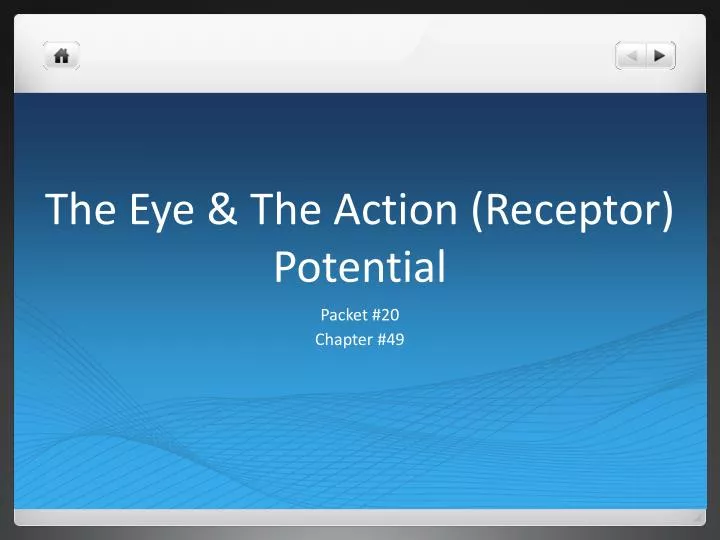 the eye the action receptor potential