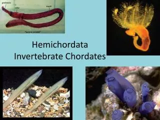 Hemichordata Invertebrate Chordates