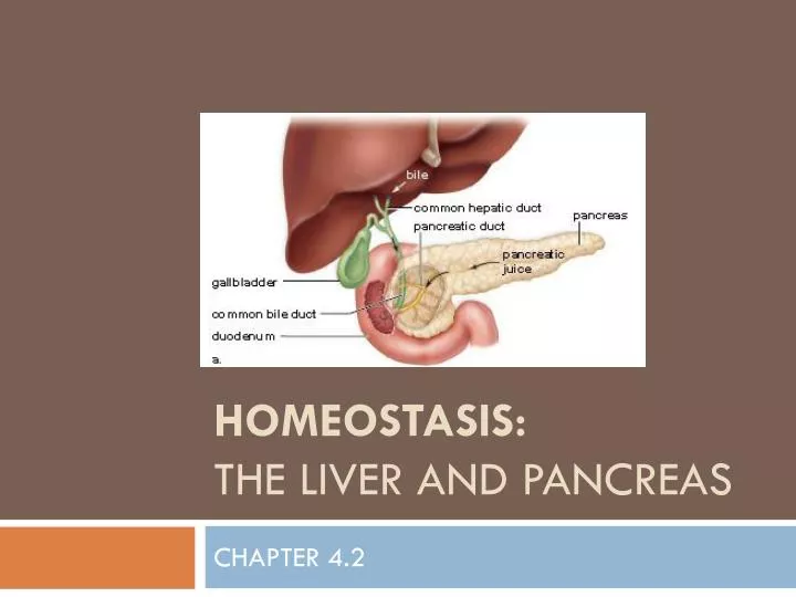 homeostasis the liver and pancreas