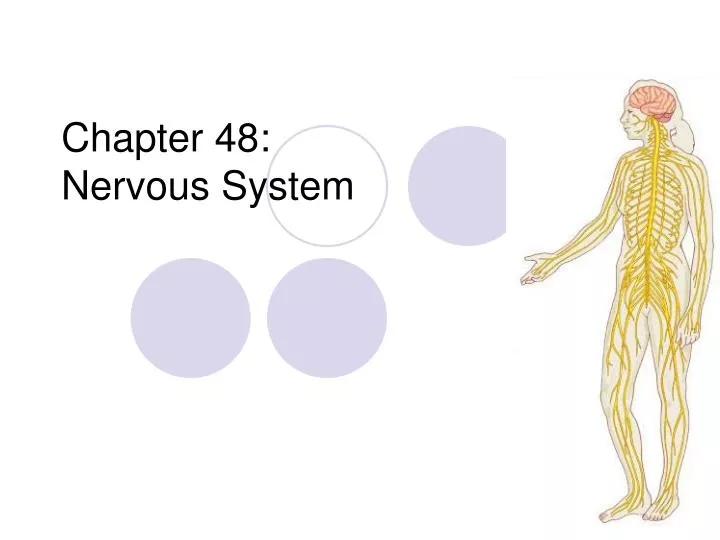 chapter 48 nervous system