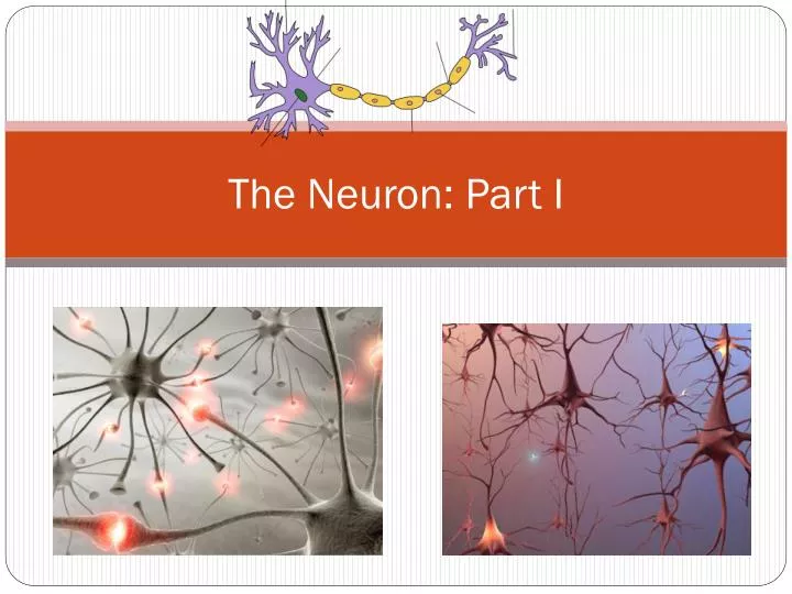 the neuron part i