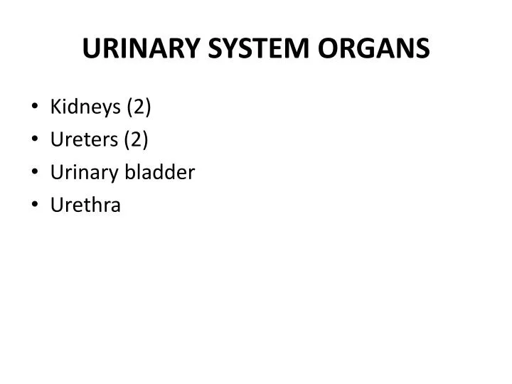 urinary system organs