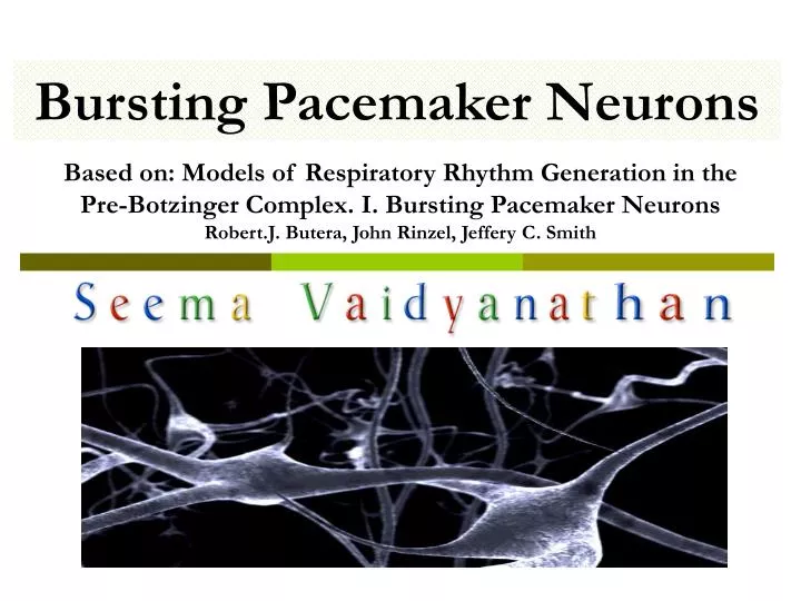 bursting pacemaker neurons