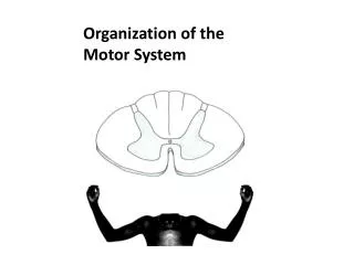 Organization of the Motor System