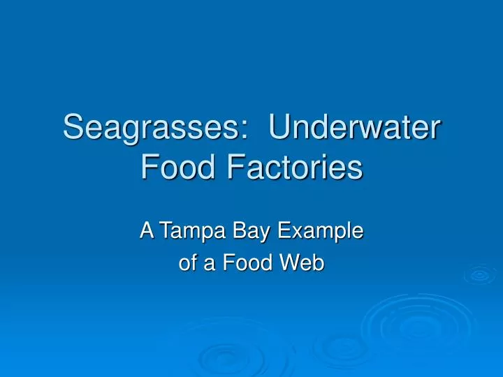 seagrasses underwater food factories
