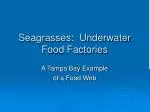 Seagrasses: Underwater Food Factories