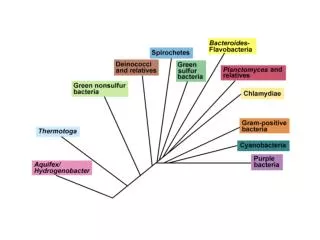 Chemolithotrophic proteobacteria S and Iron oxidizing