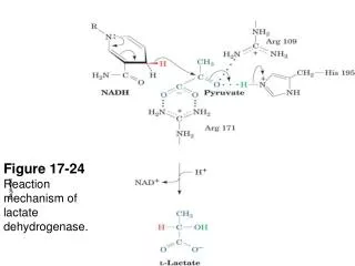 Figure 17-24 Reaction mechanism of lactate dehydrogenase.
