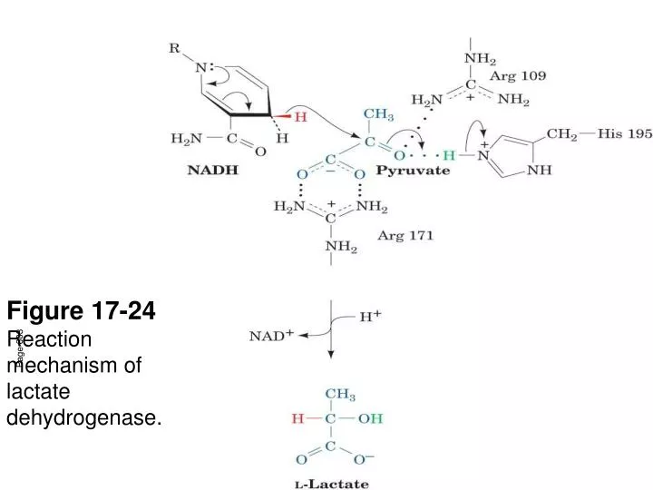 figure 17 24 reaction mechanism of lactate dehydrogenase