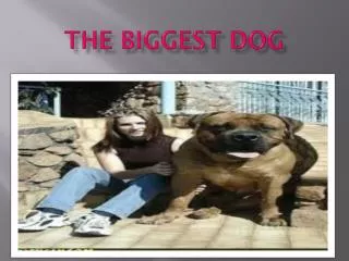 The biggest dog