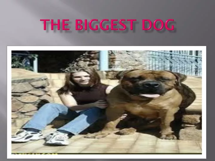 the biggest dog