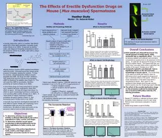 The Effects of Erectile Dysfunction Drugs on Mouse ( Mus musculus ) Spermatozoa Heather Stultz