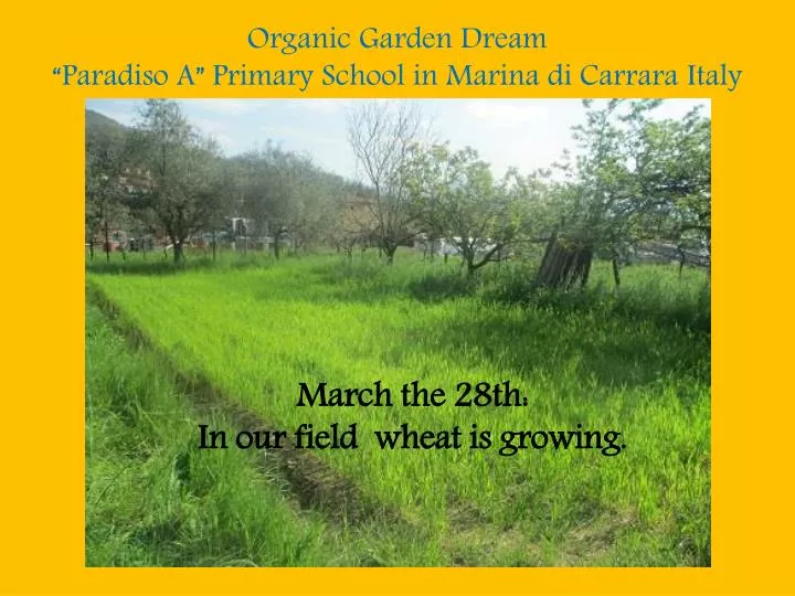 organic garden dream paradiso a primary school in marina di carrara italy
