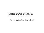 Cell Architecture: Limits, Organelles, and Homeostasis - slide 1