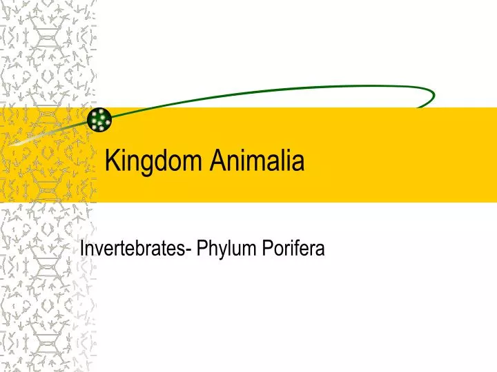 kingdom animalia