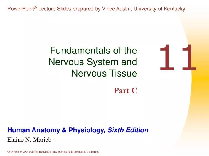 fundamentals of the nervous system and nervous tissue part c