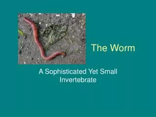 The Worm