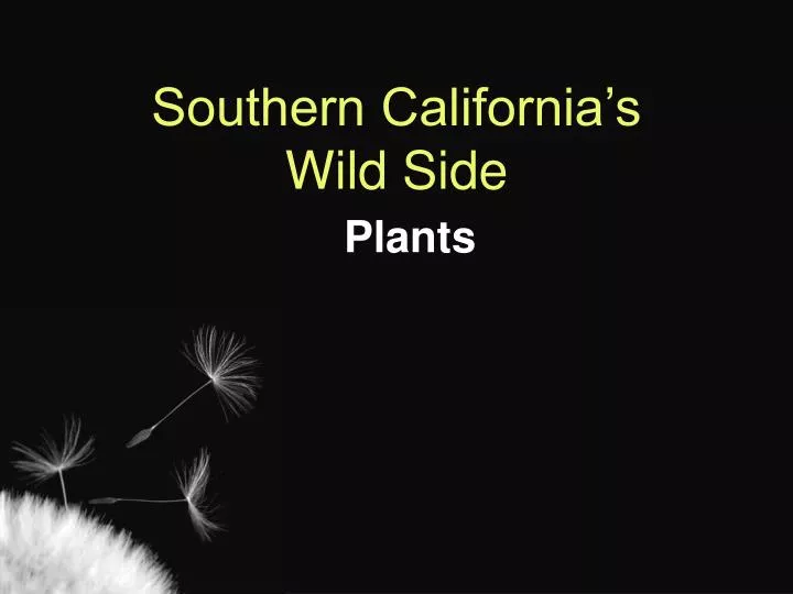 southern california s wild side plants