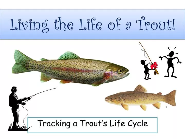 living the life of a trout