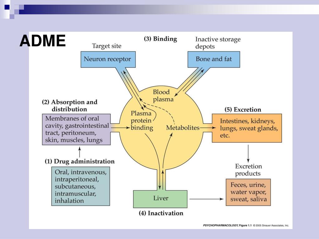 PPT - ADME PowerPoint Presentation, free download - ID:6898835