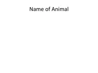 name of animal
