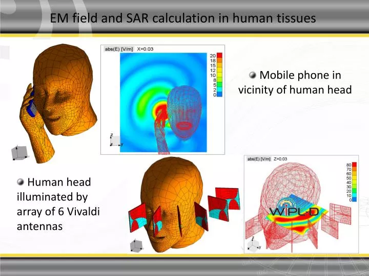 em field and sar calculation in human tissues