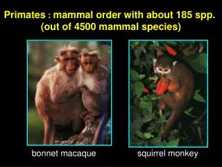Primates : mammal order with about 185 spp. (out of 4500 mammal species)