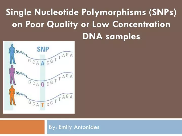 single nucleotide polymorphisms snps on poor quality or low concentration dna samples