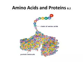 Amino Acids and Proteins B.2