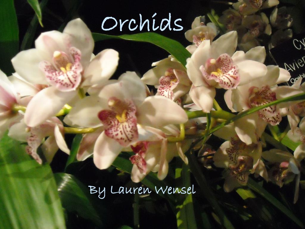 PPT - Orchids PowerPoint Presentation, free download - ID:6899889
