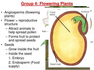 Group 4: Flowering Plants