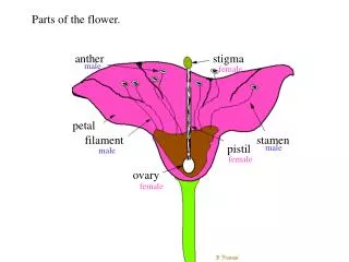 Parts of the flower.