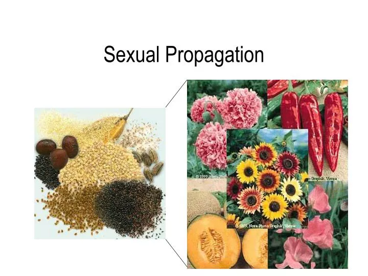 sexual propagation