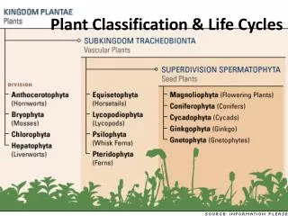 Plant Classification &amp; Life Cycles