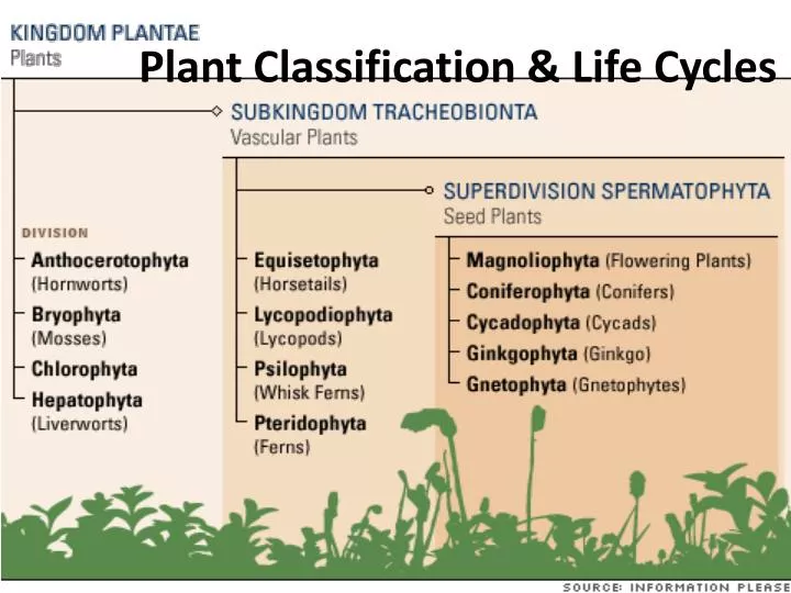 plant classification life cycles