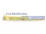 Leaf Identification - slide 1