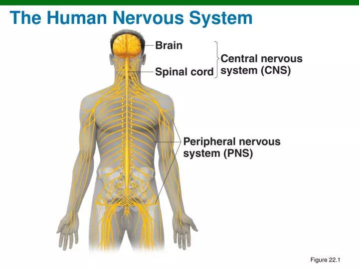 the human nervous system