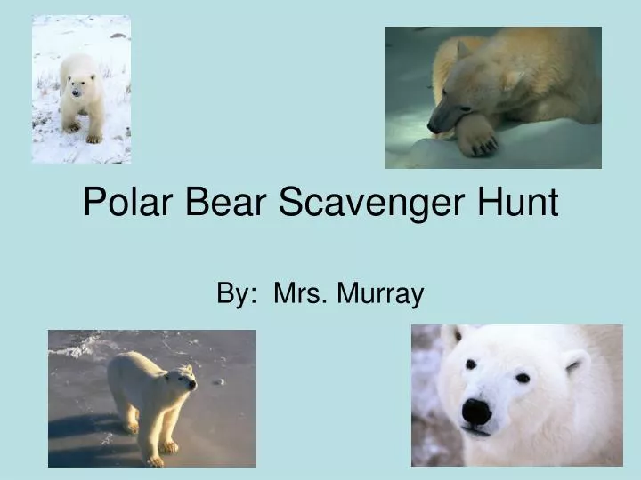 polar bear scavenger hunt