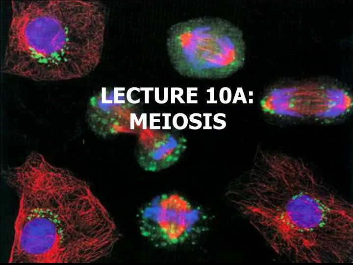 lecture 10a meiosis