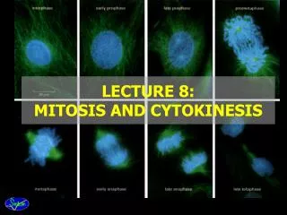 LECTURE 8: MITOSIS AND CYTOKINESIS