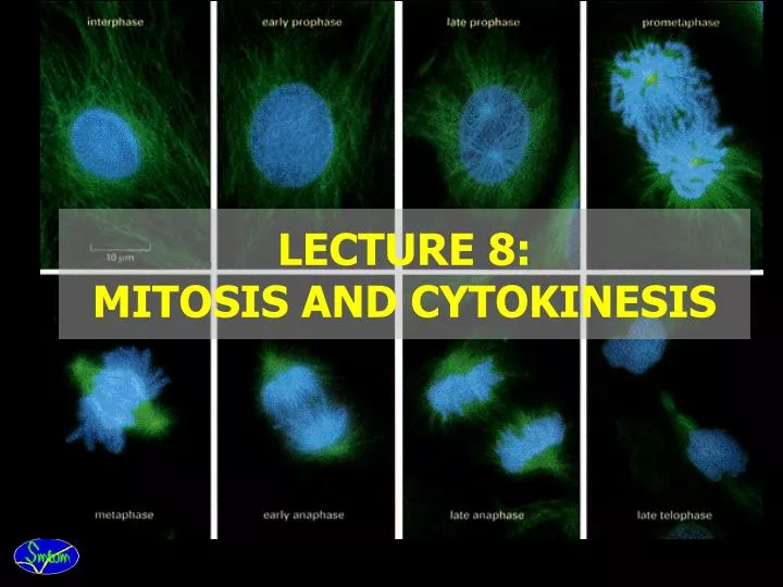 lecture 8 mitosis and cytokinesis